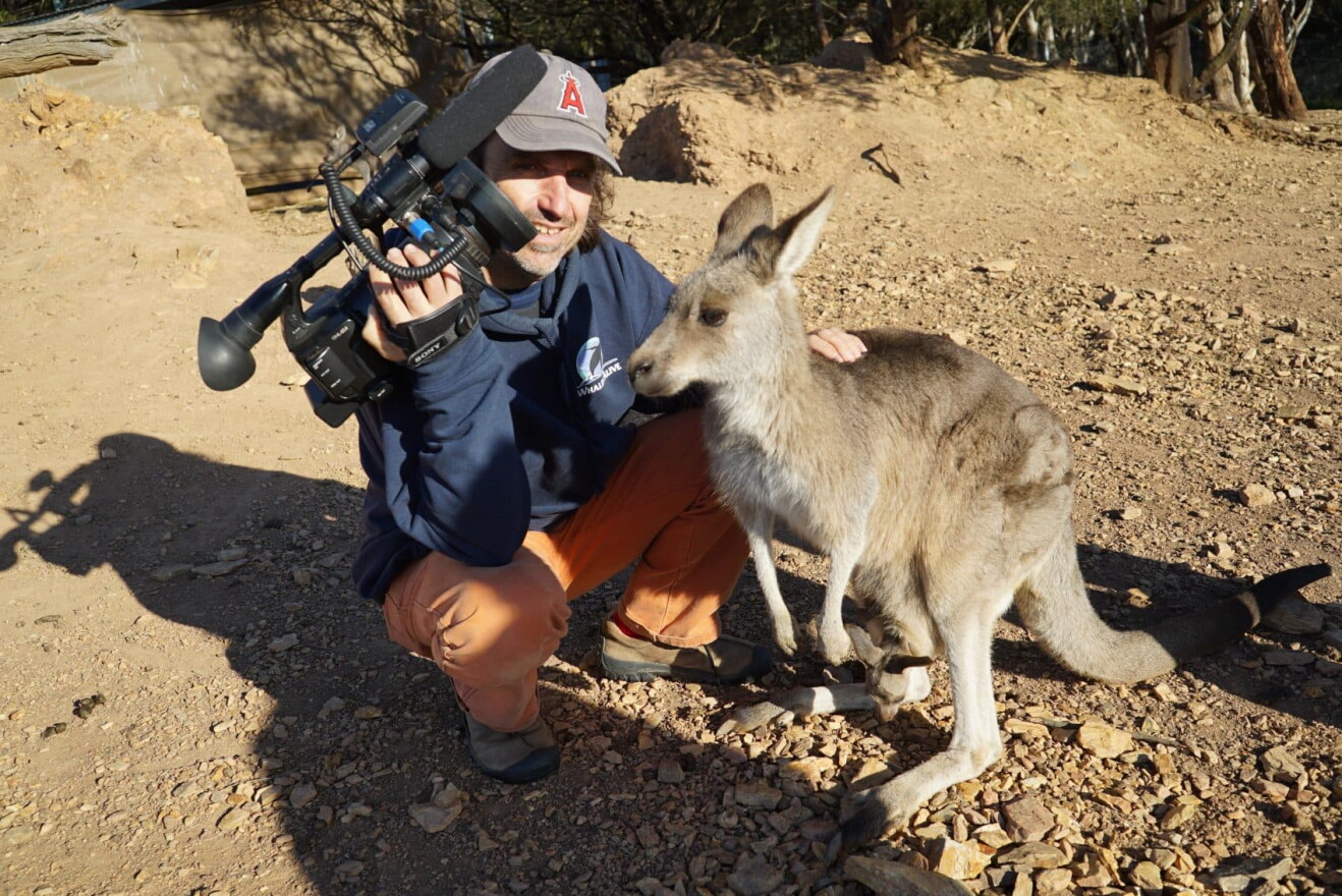 (Courtesy Kangaroo/Hopping Pictures)